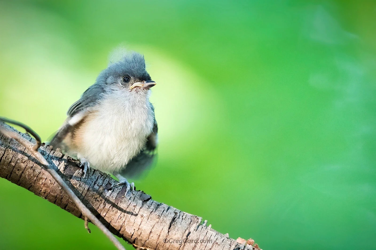 Newly fledged Tufted Titmouse by Greg Gard, greggard.com; permission required for use.